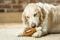 PetSafe Busy Buddy Chicken Dog Toy - Medium / Large By Petsafe -Deals Happy Paw Food Store PetSafe Busy Buddy Chicken Dog Toy Medium Large 3