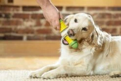 PetSafe Busy Buddy Corn Dog Toy - Medium / Large By Petsafe -Deals Happy Paw Food Store PetSafe Busy Buddy Corn Dog Toy Medium Large 4