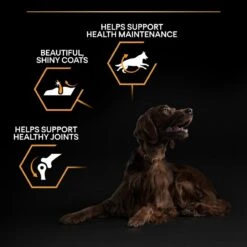 PRO PLAN Large Athletic Adult Dry Dog Food Everyday Nutrition Rich In Chicken - 14kg By Pro Plan -Deals Happy Paw Food Store Pro Plan Large Breed Adult Athletic Chicken Dry Dog Food 14kg 4