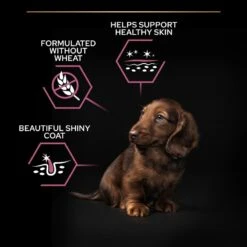 PRO PLAN Small & Mini Adult Dry Dog Food Sensitive Skin Rich In Salmon - 3kg By Pro Plan -Deals Happy Paw Food Store Purina Pro Plan Small Mini Adult For Sensitive Skin With Salmon Dry Dog Food 3kg 4