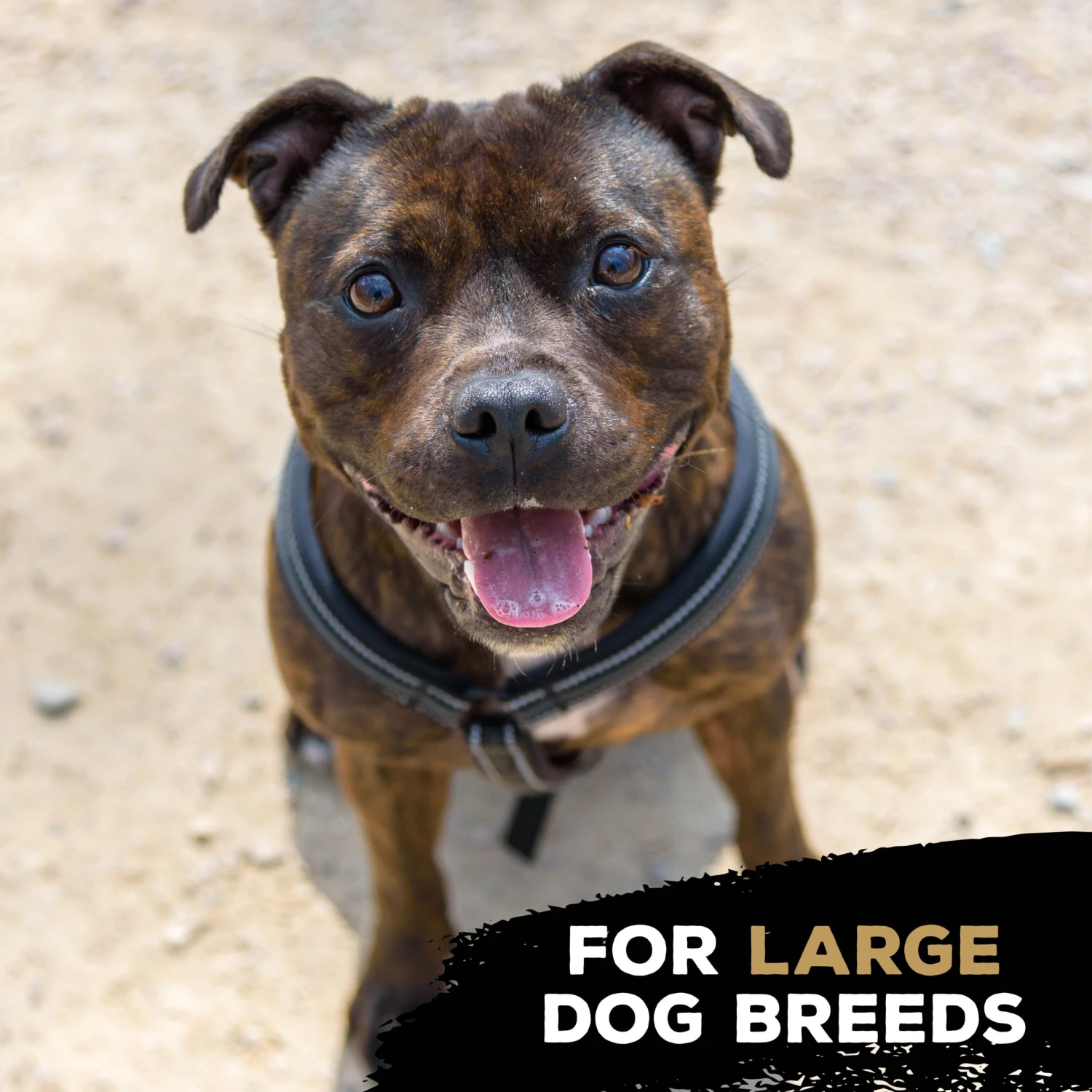 TastyBone Nylon TrioBone Bacon Flavoured Chew For Large Dogs - 426g By TastyBone 6 TastyBone Nylon TrioBone Bacon Flavoured Chew For Large Dogs - 426g By TastyBone - Image 4