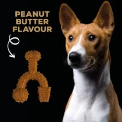 TastyBone Nylon TrioBone Peanut Butter Flavoured Chew For Small Dogs - 165g By TastyBone 8 TastyBone Nylon TrioBone Peanut Butter Flavoured Chew For Small Dogs - 165g By TastyBone -Deals Happy Paw Food Store TastyBone Nylon TrioBone Peanut Butter Flavoured Chew For Small Dogs 165g 3